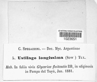 Ustilago filiformis image